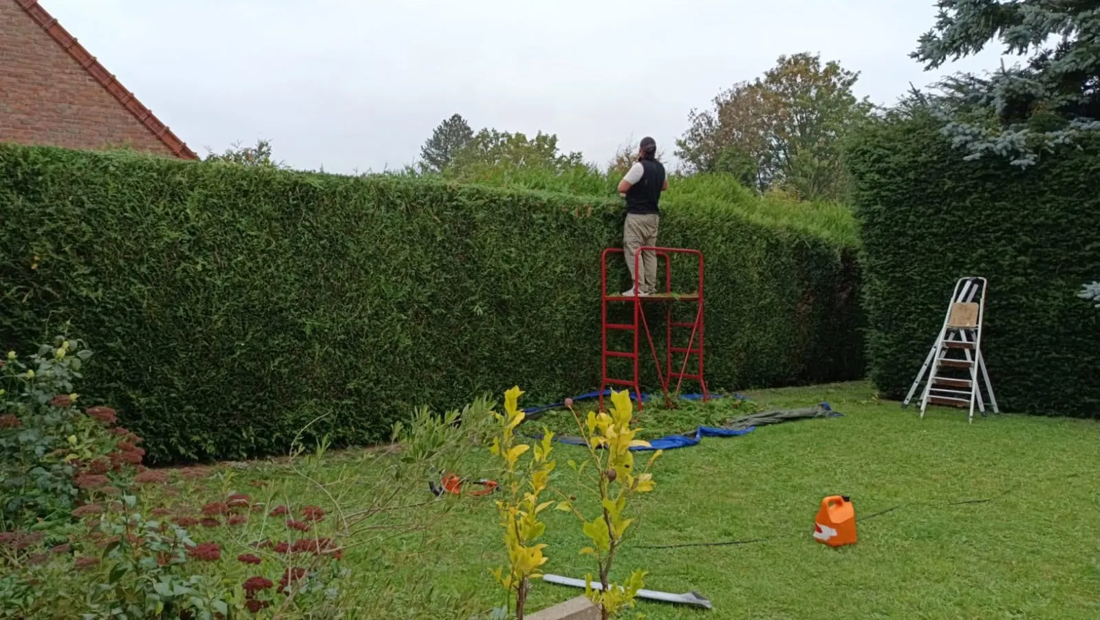 Taille de haie en hauteur
